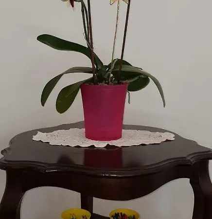 Haus Timea Apartmán *